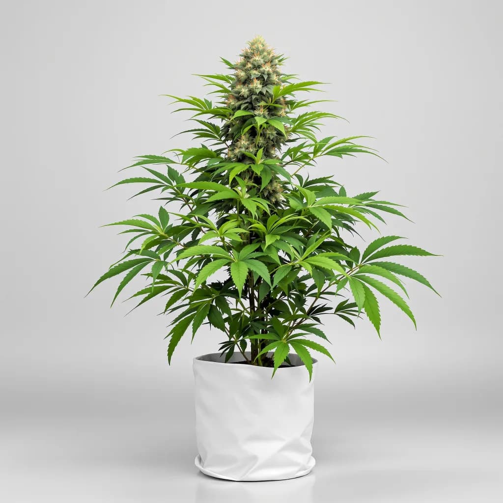Humboldt Headband cannabis seeds packaging — Royal King Seeds Ireland