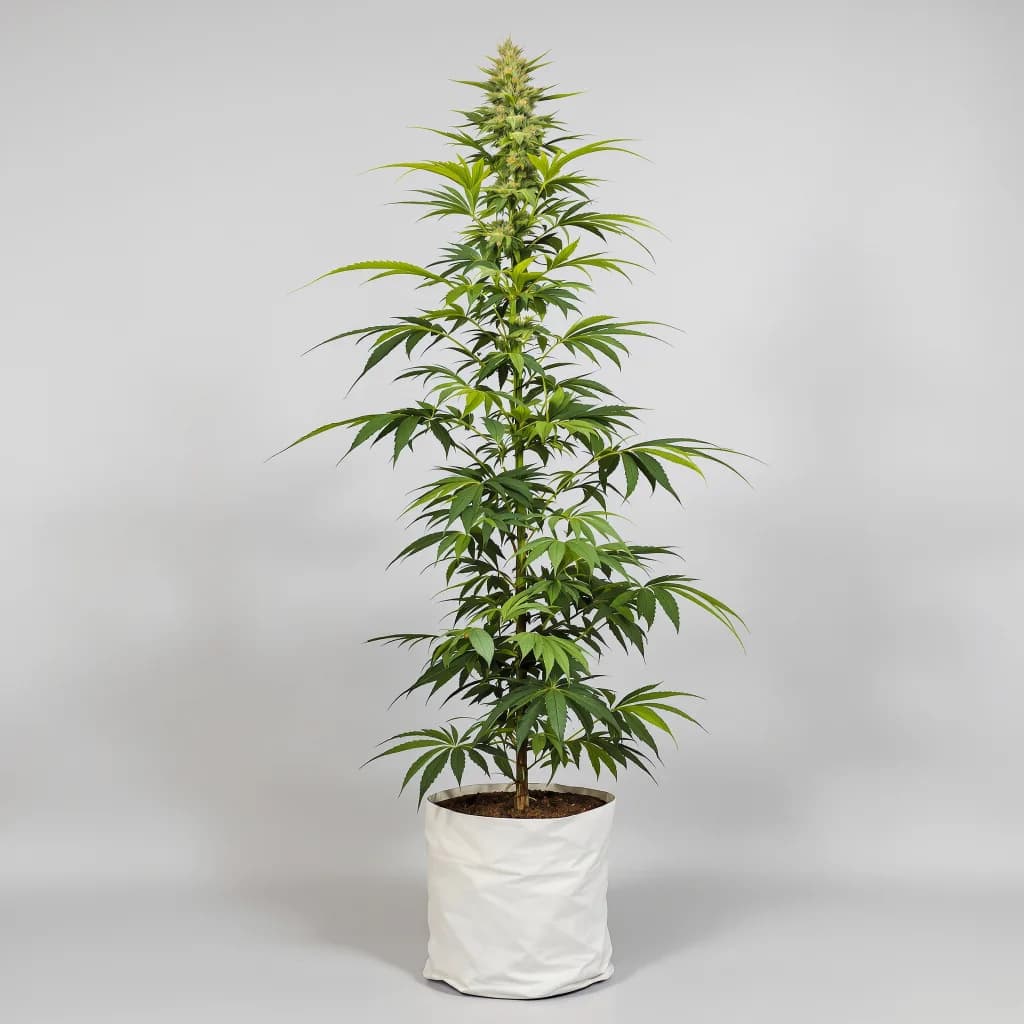 Island Sweet Skunk cannabis seeds packaging — Royal King Seeds Ireland