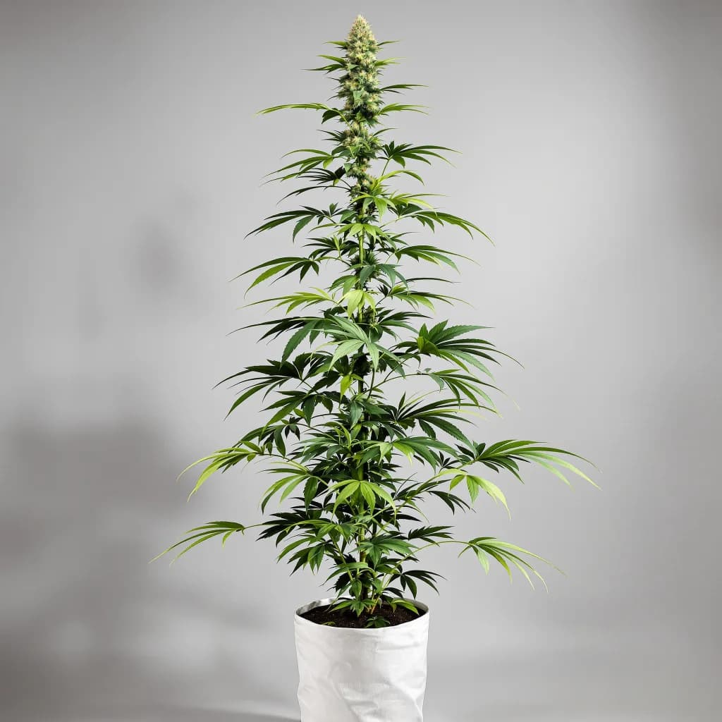 Jesus OG cannabis seeds packaging — Royal King Seeds Ireland