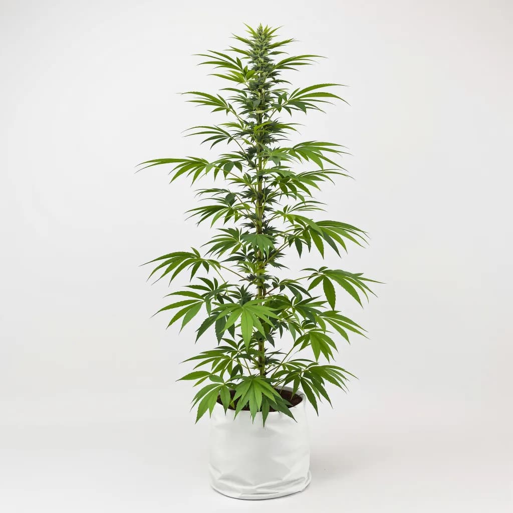 Jesus OG cannabis seeds packaging — Royal King Seeds Ireland