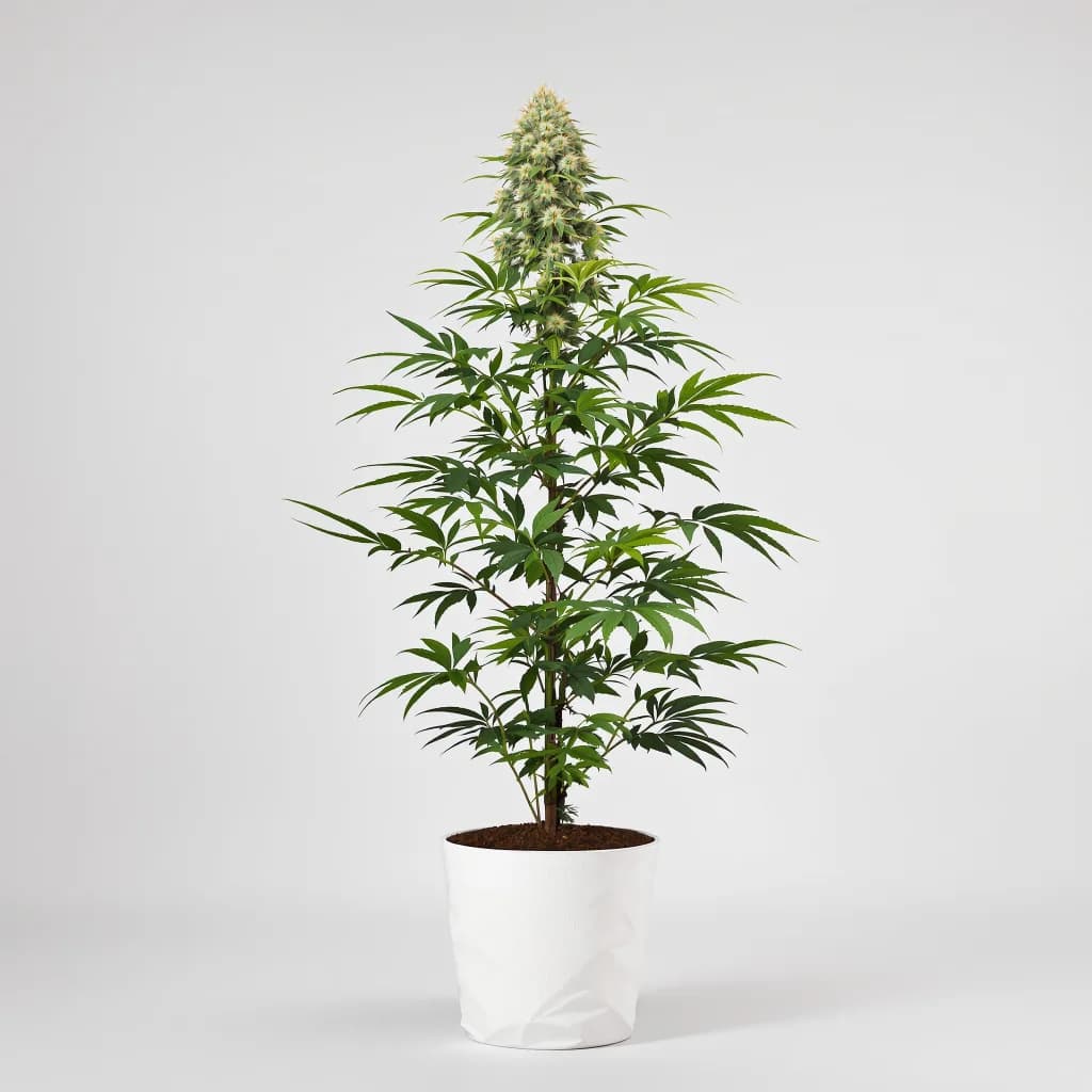 Juicy Fruit cannabis seeds packaging — Royal King Seeds Ireland