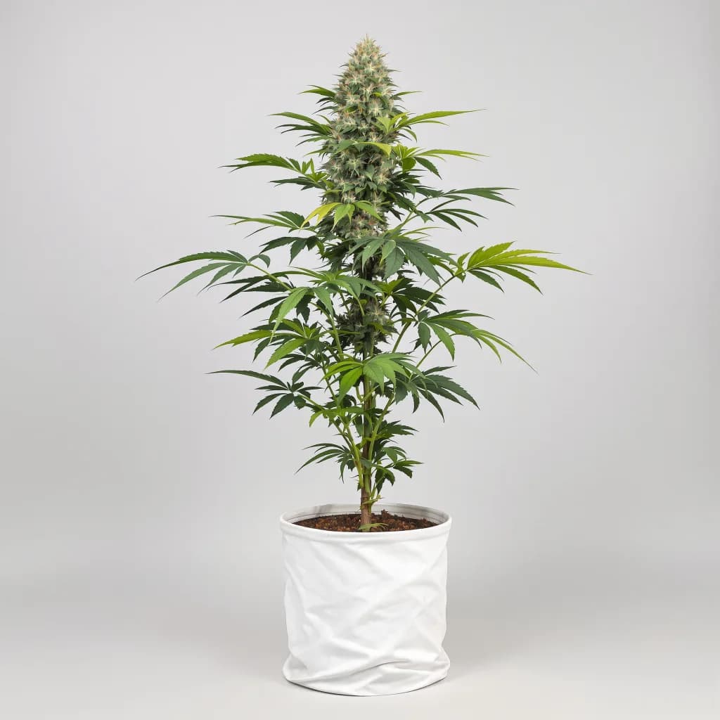 Kandahar cannabis seeds packaging — Royal King Seeds Ireland