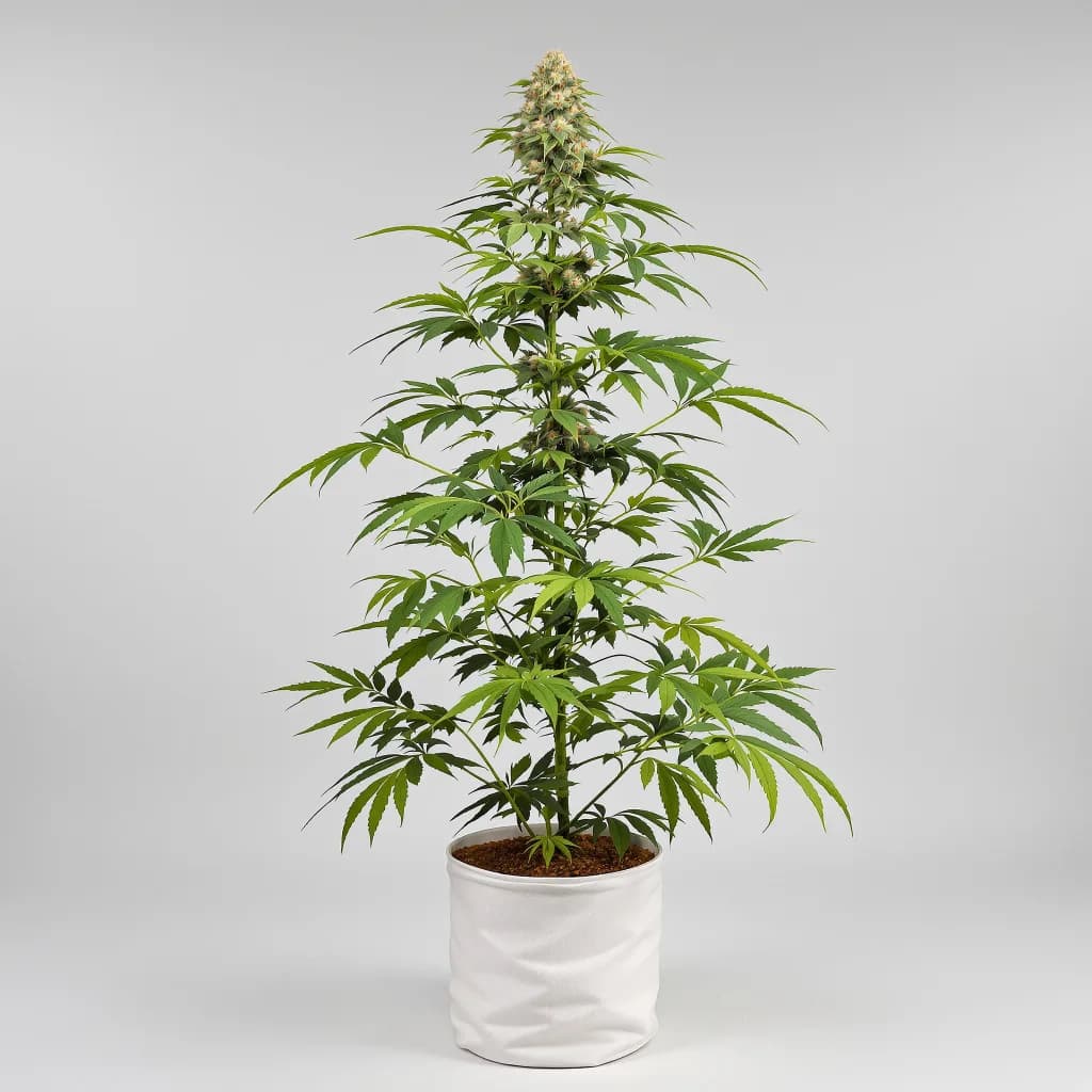 Kush Mints cannabis seeds packaging — Royal King Seeds Ireland