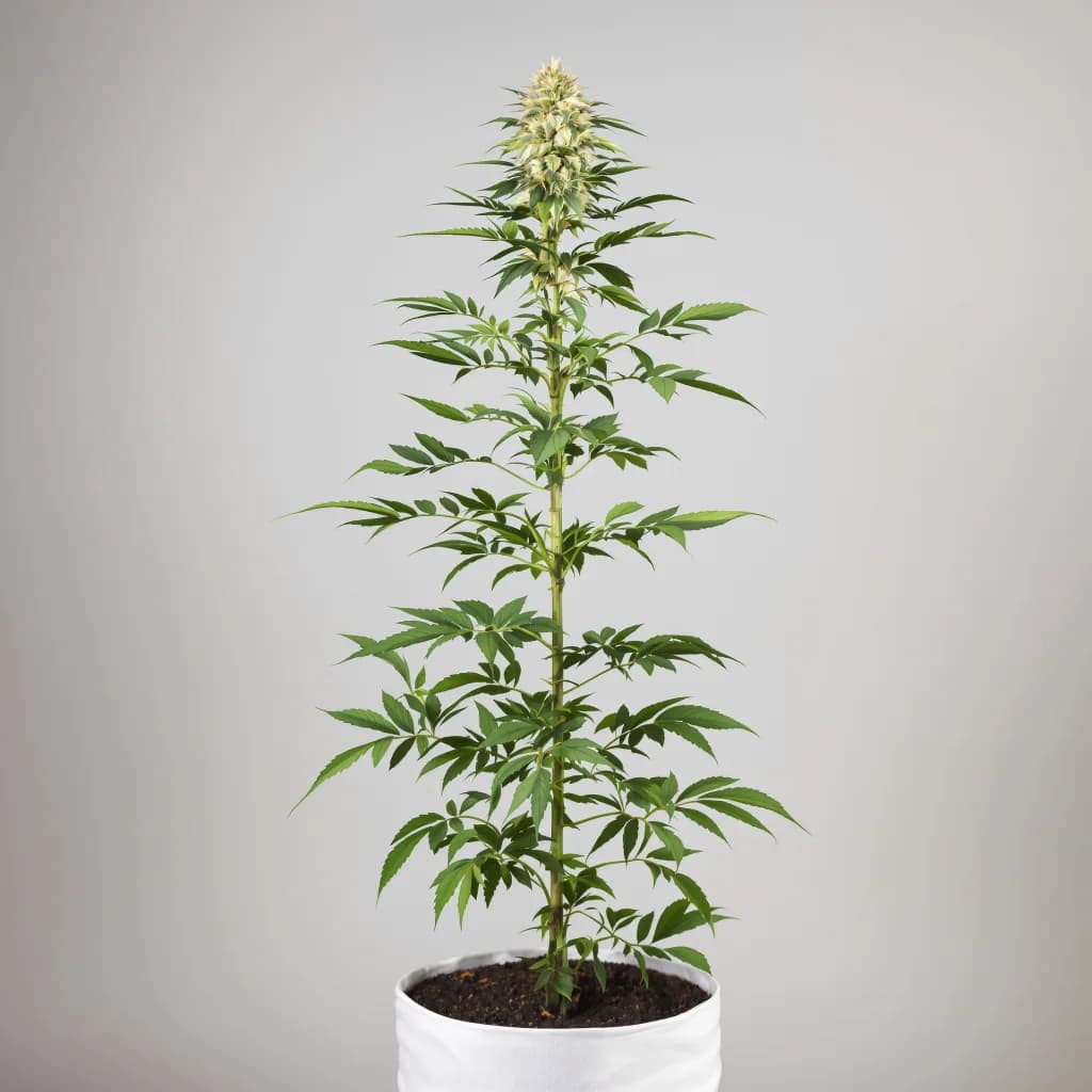 Lavender cannabis seeds packaging — Royal King Seeds Ireland