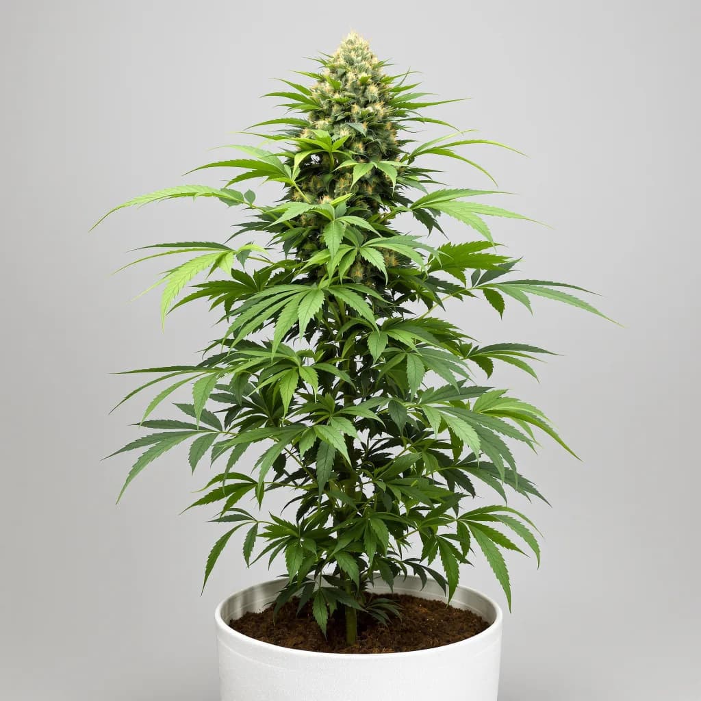 Lemon Diesel cannabis seeds packaging — Royal King Seeds Ireland
