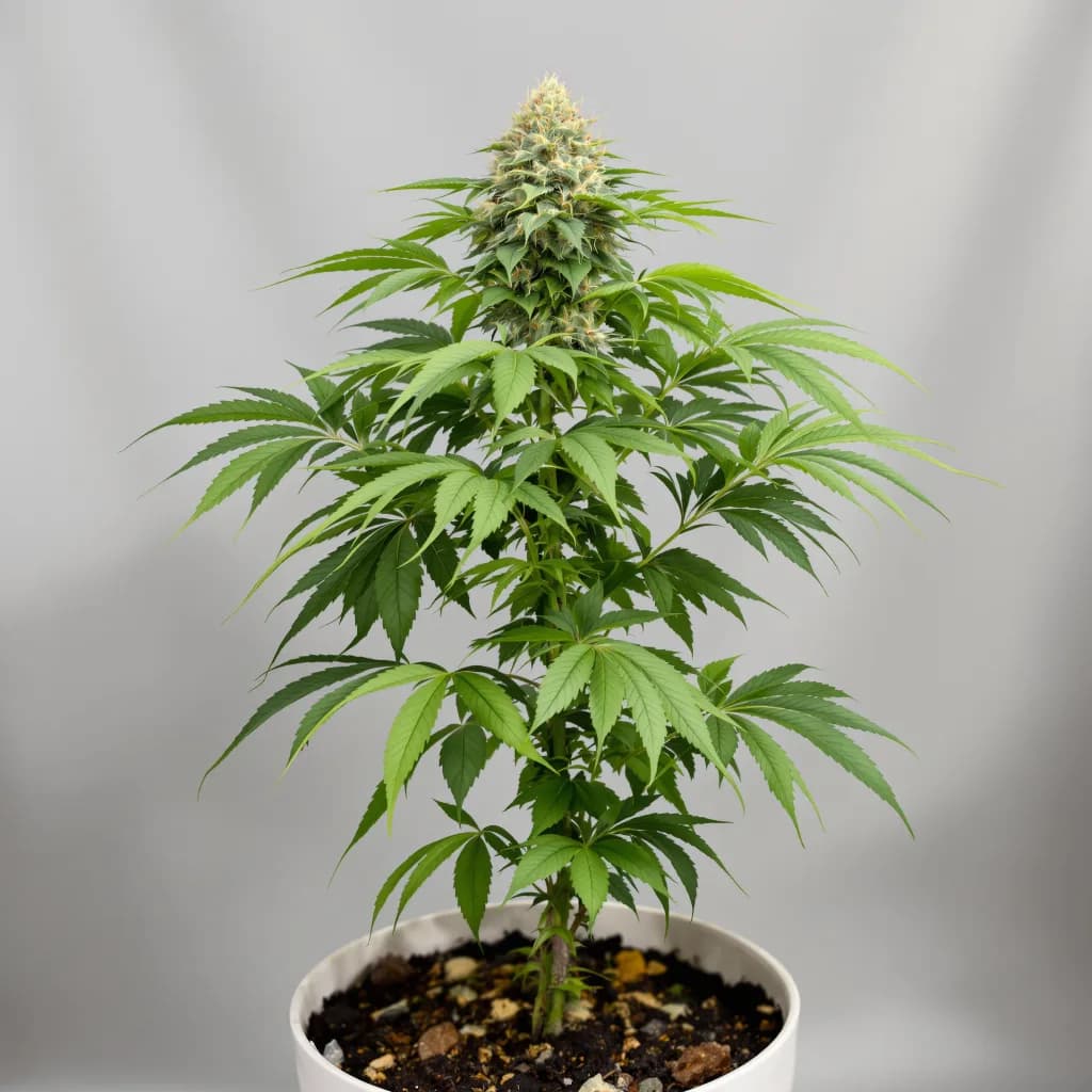 Magic Beans OG cannabis seeds packaging — Royal King Seeds Ireland