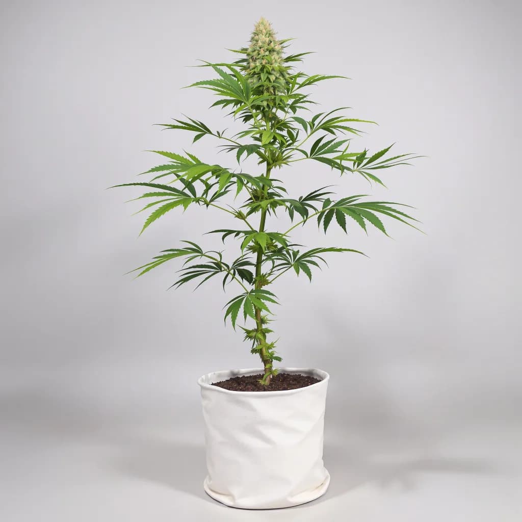 Mango Kush cannabis seeds packaging โ Royal King Seeds Ireland
