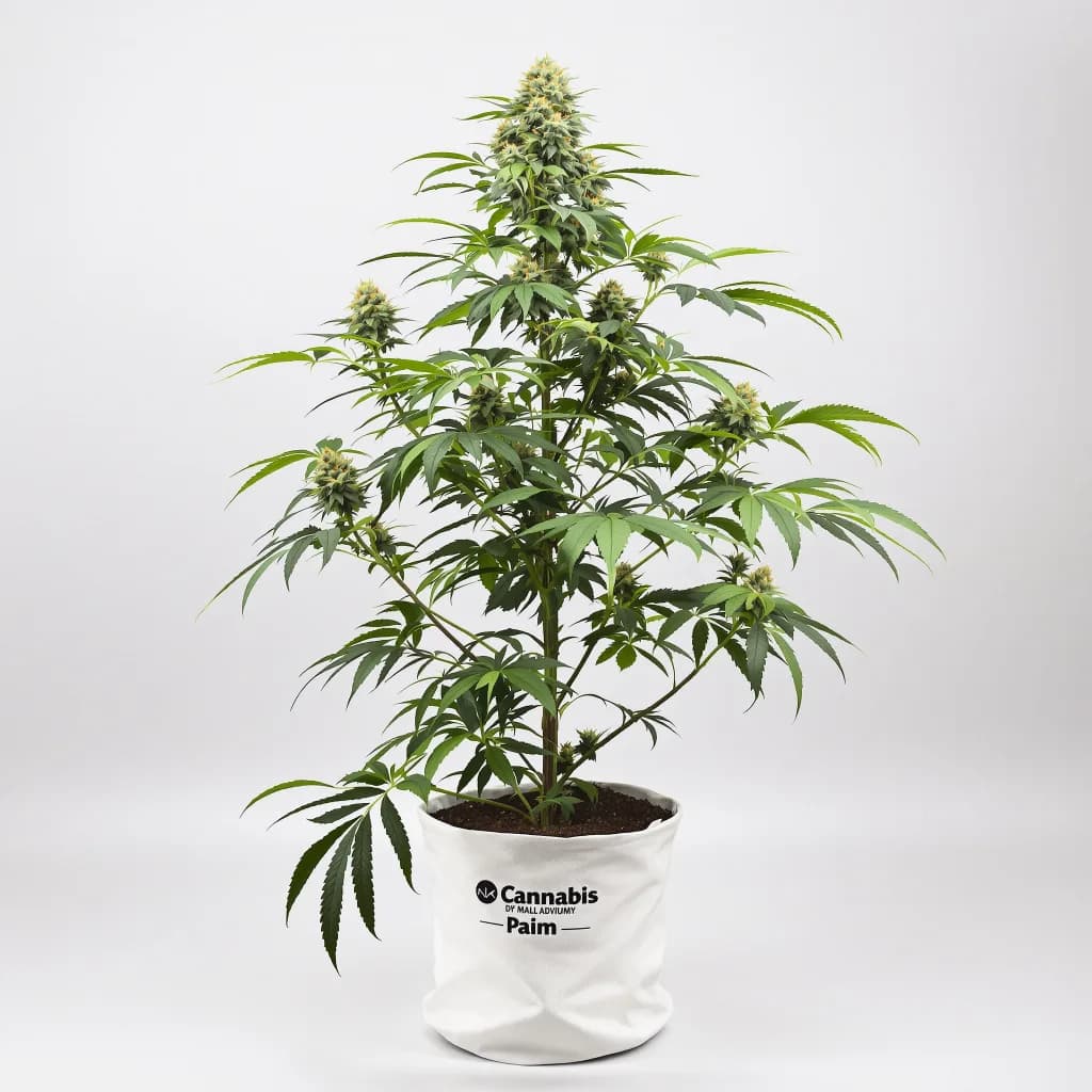 Mint cannabis seeds packaging โ Royal King Seeds Ireland