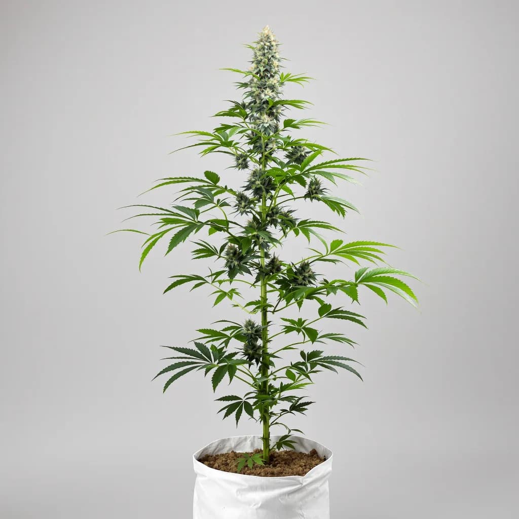 Mob Boss cannabis seeds packaging — Royal King Seeds Ireland