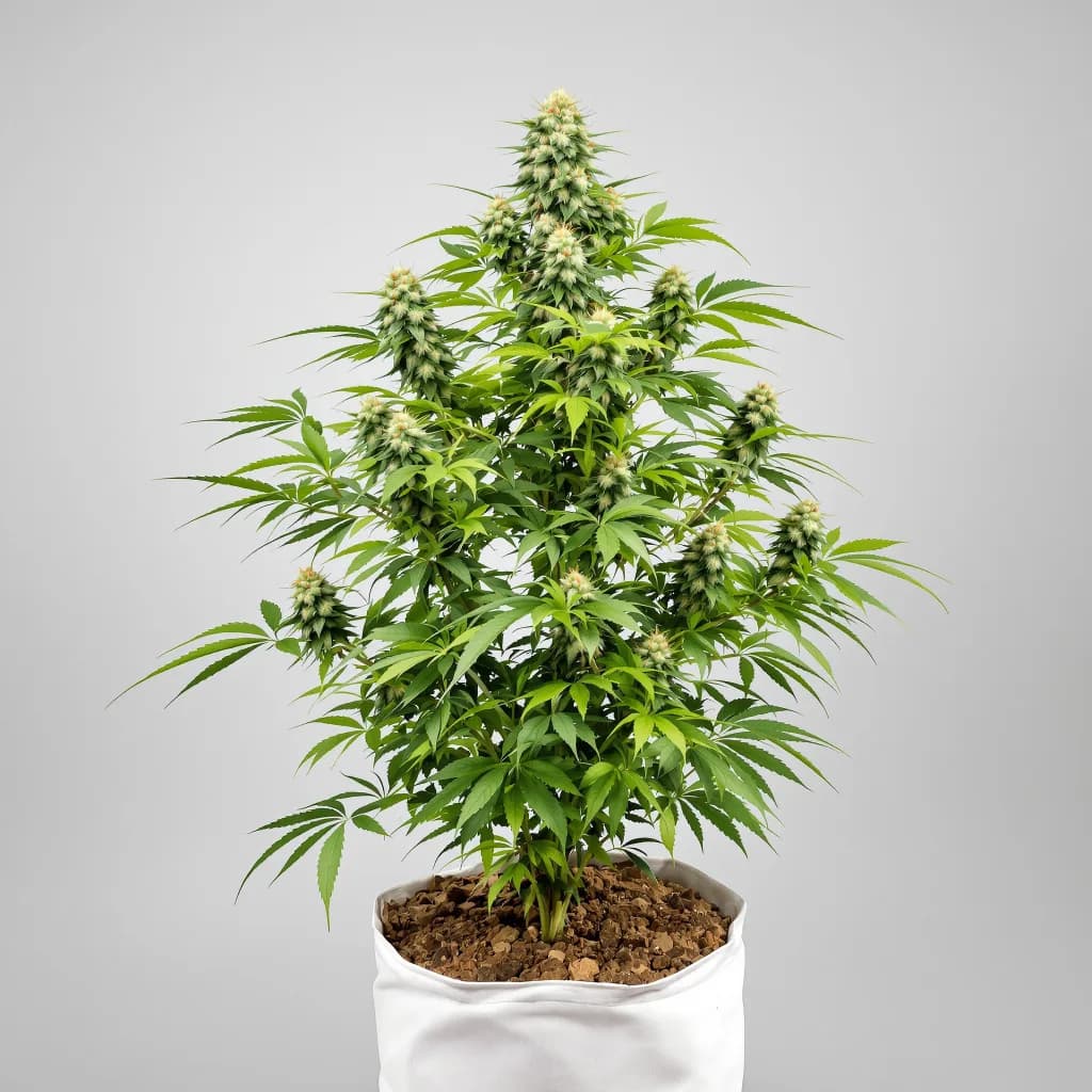 Mt. Rainier cannabis seeds packaging — Royal King Seeds Ireland