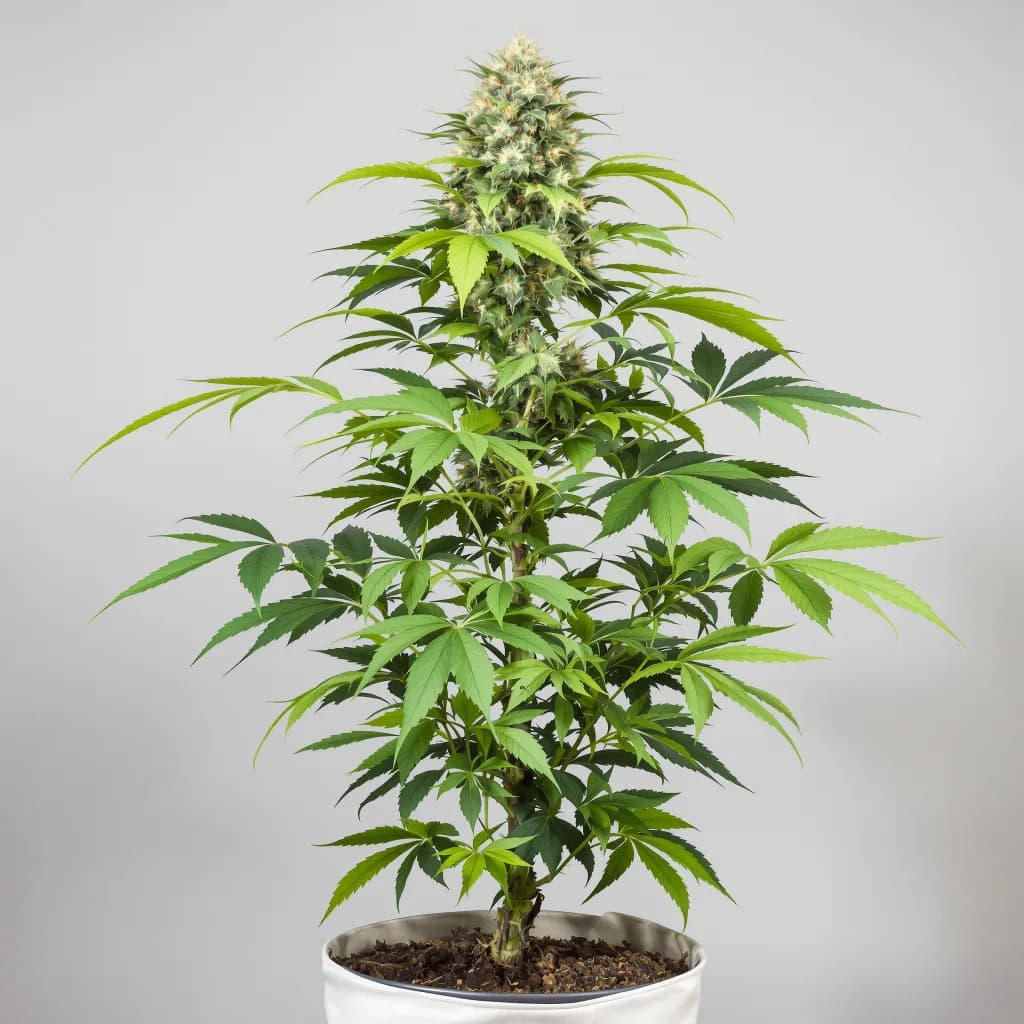 Nice Cherry cannabis seeds packaging — Royal King Seeds Ireland