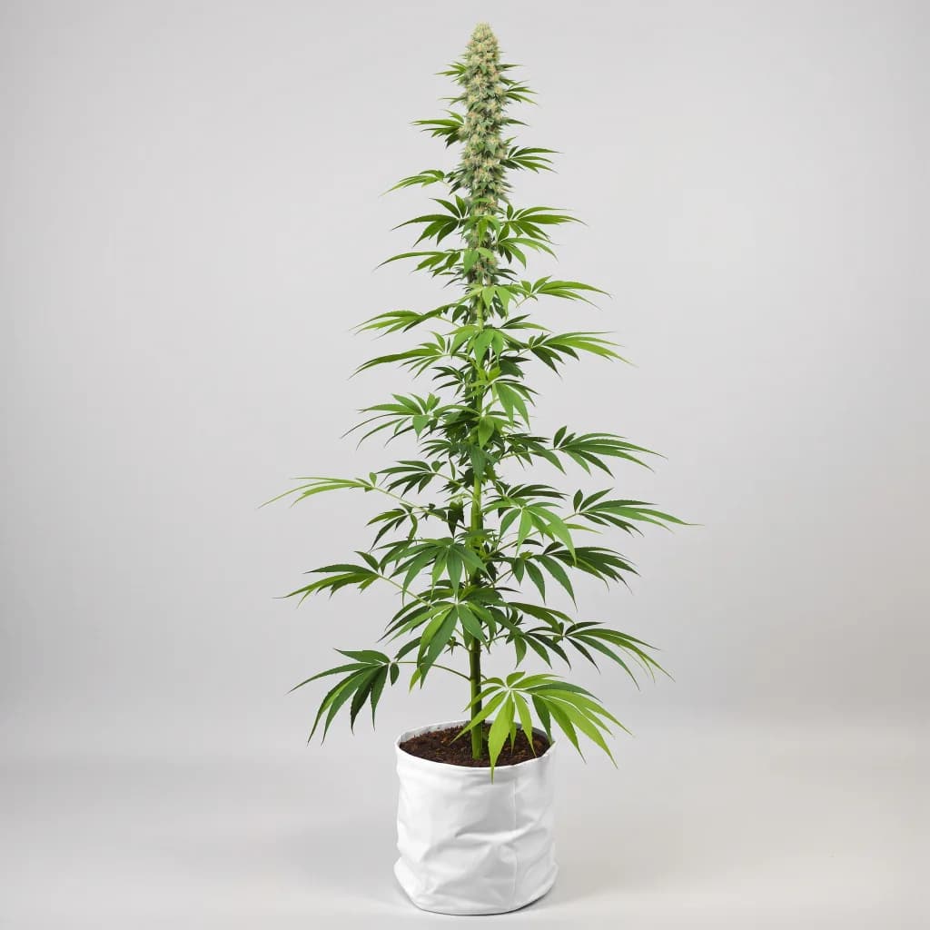 NY-47 cannabis seeds packaging — Royal King Seeds Ireland