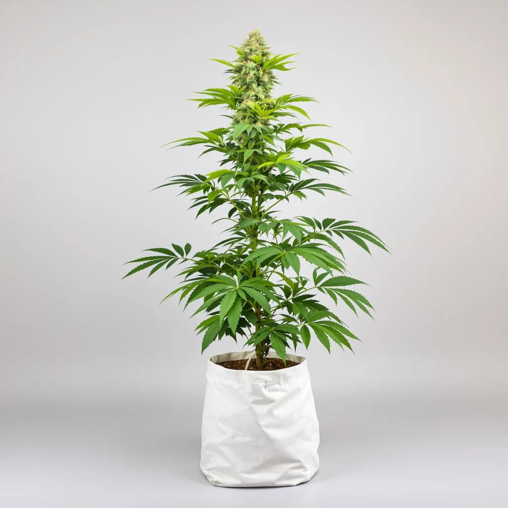 Ortega cannabis seeds packaging — Royal King Seeds Ireland