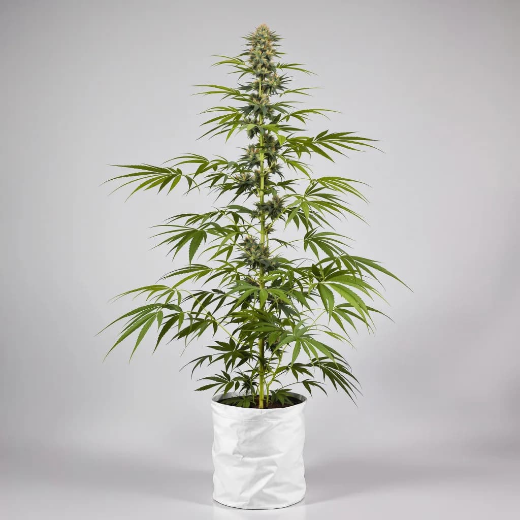 Panama Red cannabis seeds packaging — Royal King Seeds Ireland