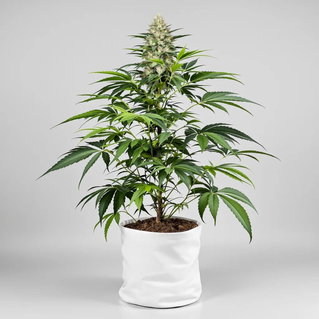 Platinum Bubba cannabis seeds packaging — Royal King Seeds Ireland