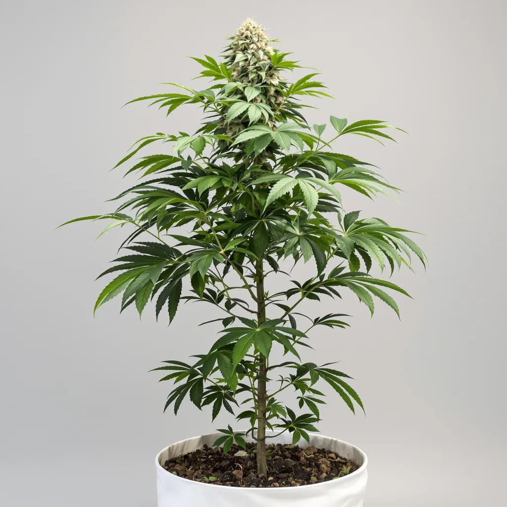 Pure OG cannabis seeds packaging — Royal King Seeds Ireland