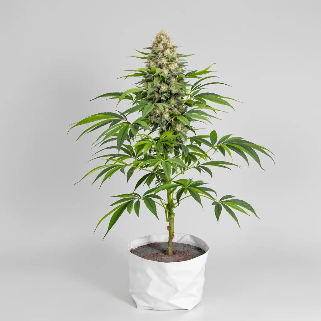 Purple Punch cannabis seeds packaging — Royal King Seeds Ireland