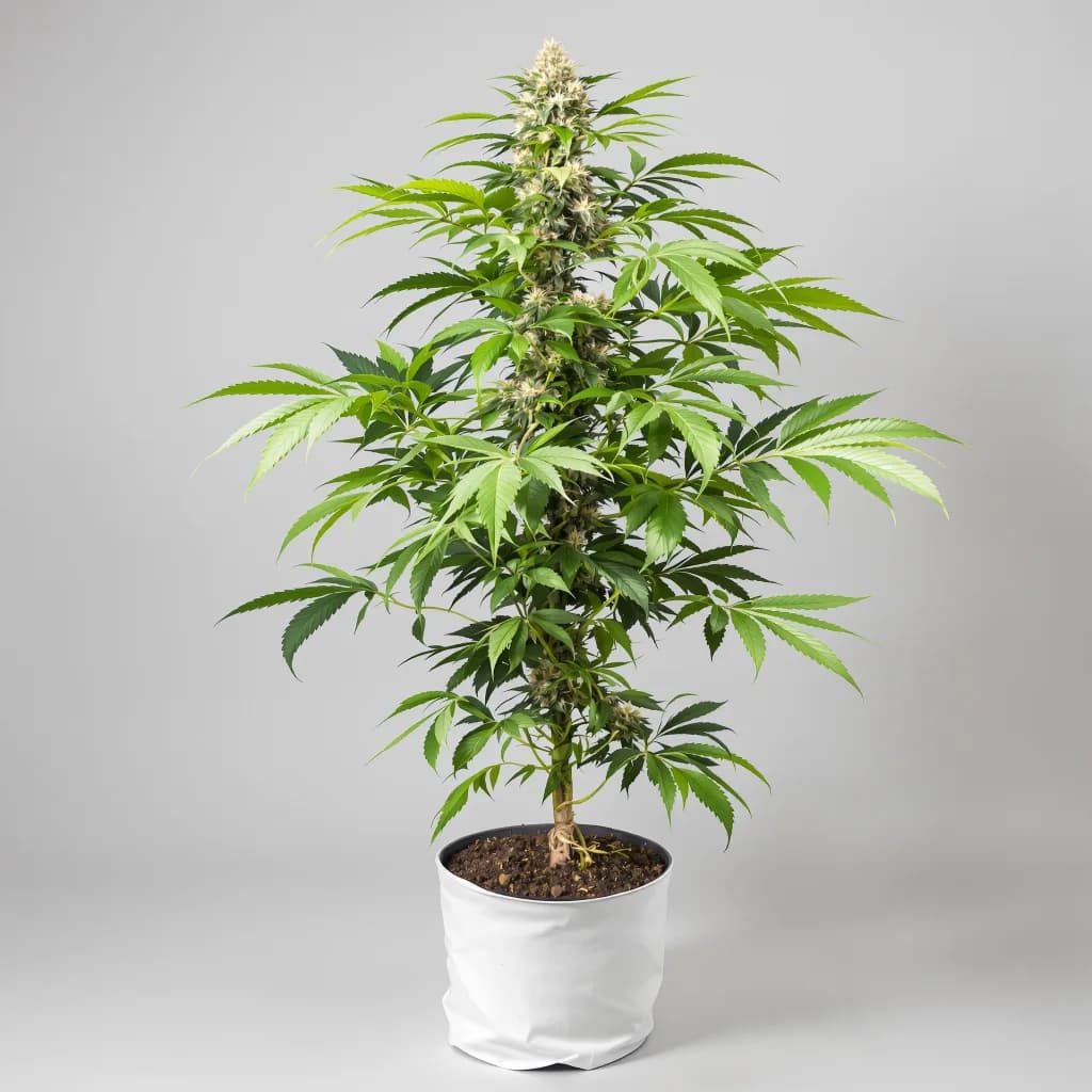 Rare Dankness #1 cannabis seeds packaging — Royal King Seeds Ireland