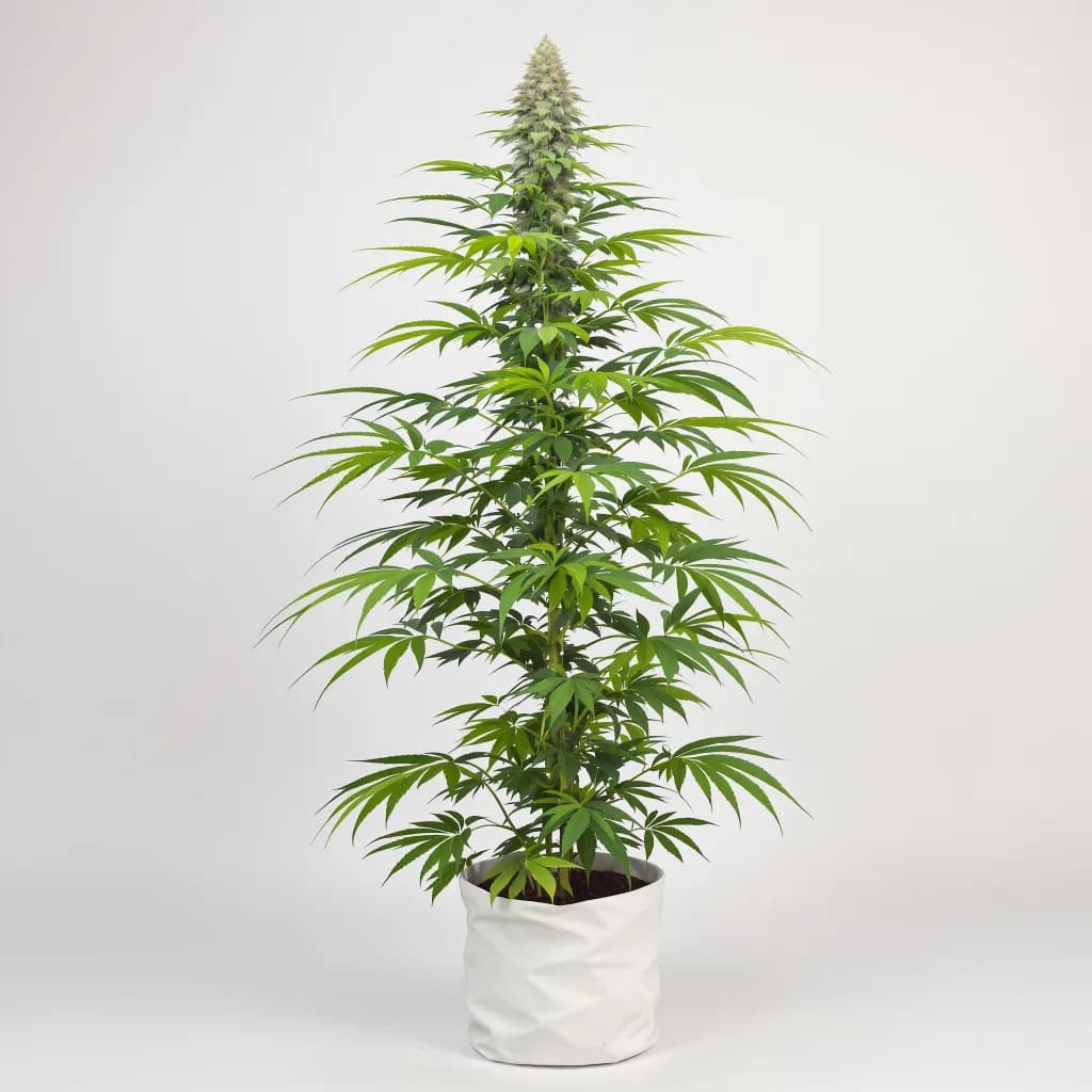 Red Congolese cannabis seeds packaging — Royal King Seeds Ireland