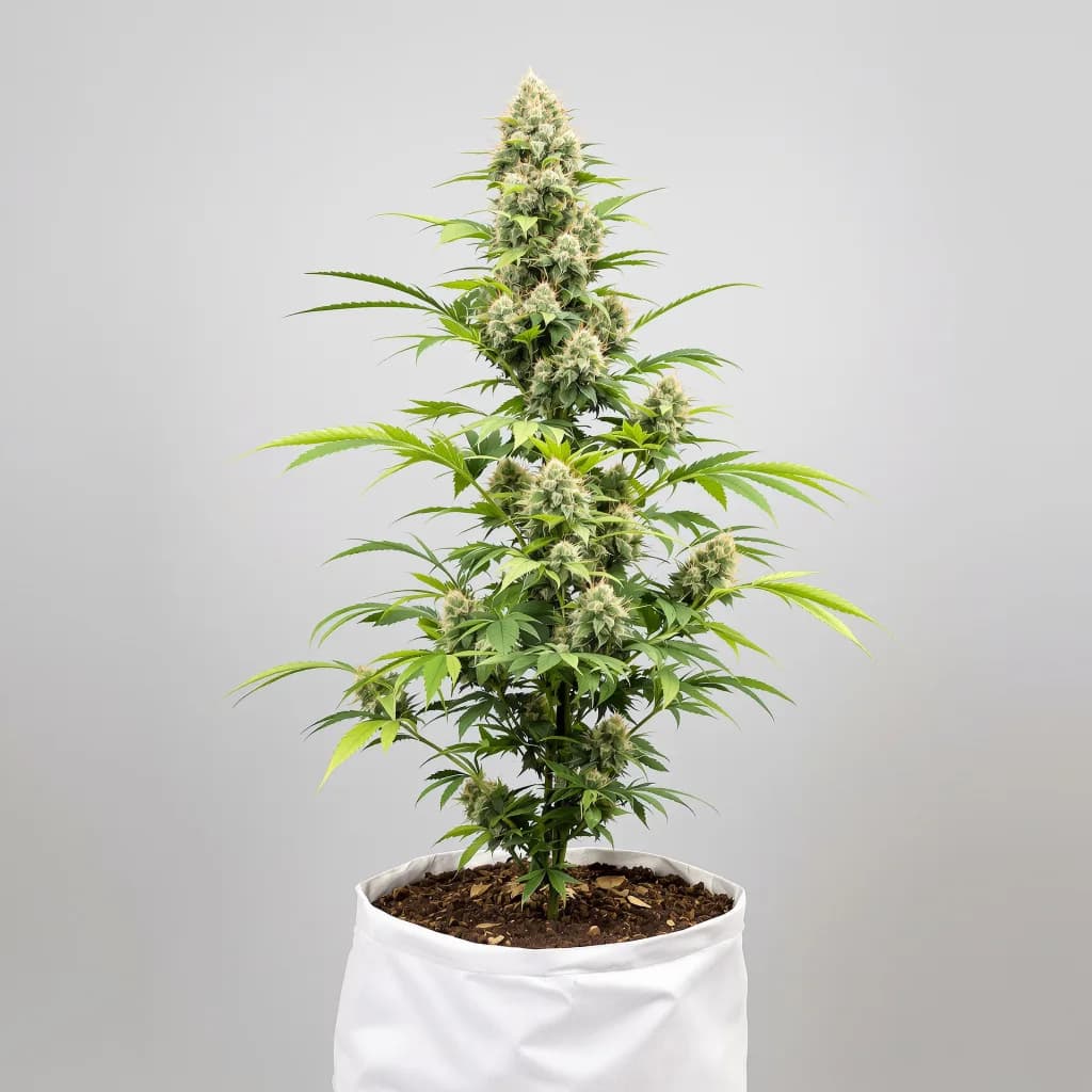Red Widow cannabis seeds packaging — Royal King Seeds Ireland