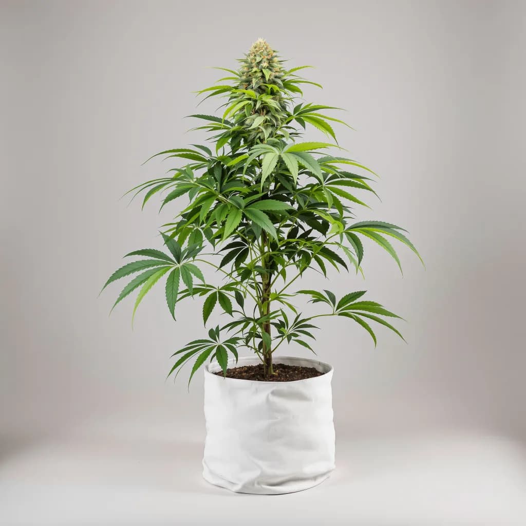 Rockbud cannabis seeds packaging — Royal King Seeds Ireland