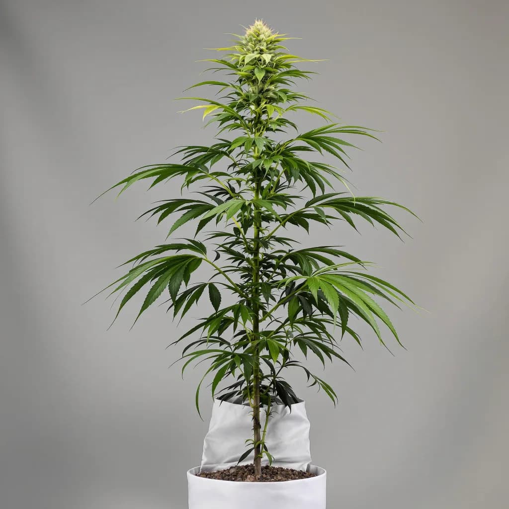 Royal Medic cannabis seeds packaging — Royal King Seeds Ireland