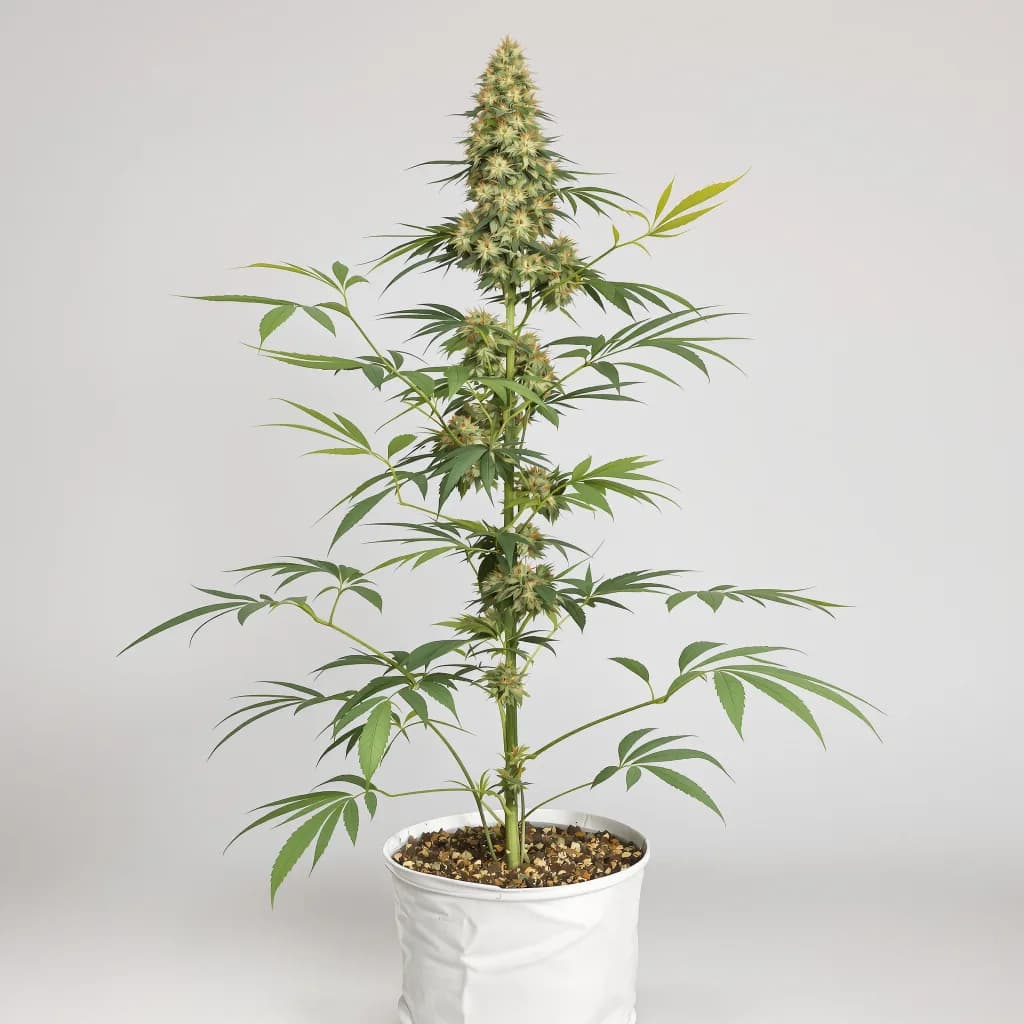 Sour Alien cannabis seeds packaging — Royal King Seeds Ireland