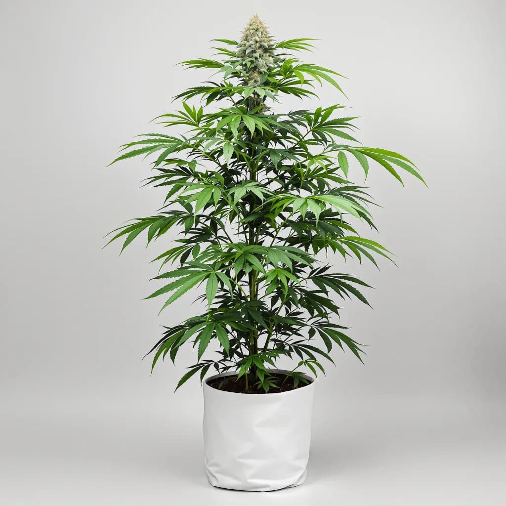 Sour Dream cannabis seeds packaging — Royal King Seeds Ireland