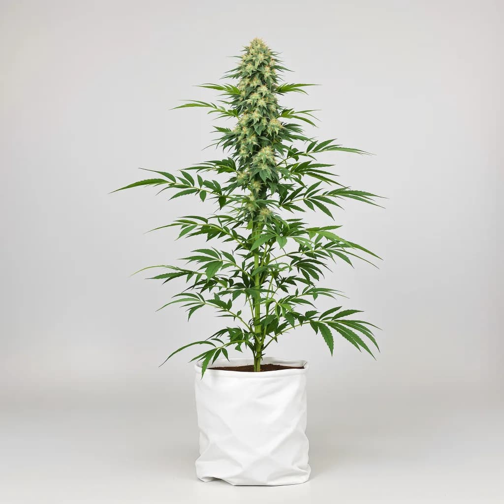 Sour Grape cannabis seeds packaging — Royal King Seeds Ireland