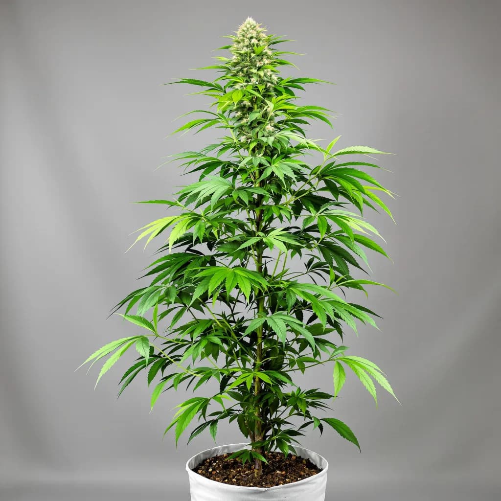 Stardawg cannabis seeds packaging — Royal King Seeds Ireland