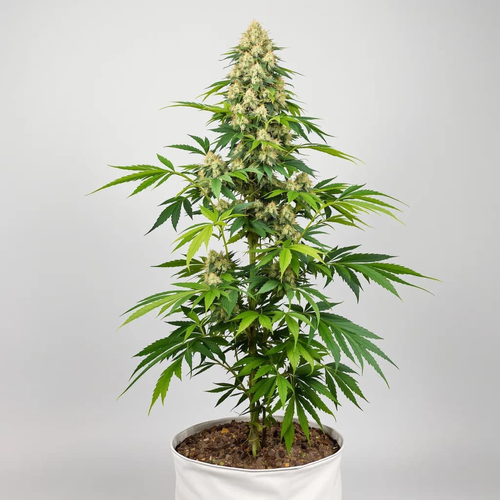Surprise MFCKR Mixpack cannabis seeds packaging โ Royal King Seeds Ireland