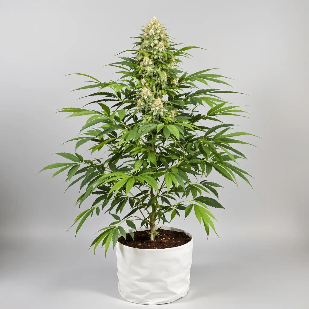 Sweet Baby Jane cannabis seeds packaging — Royal King Seeds Ireland
