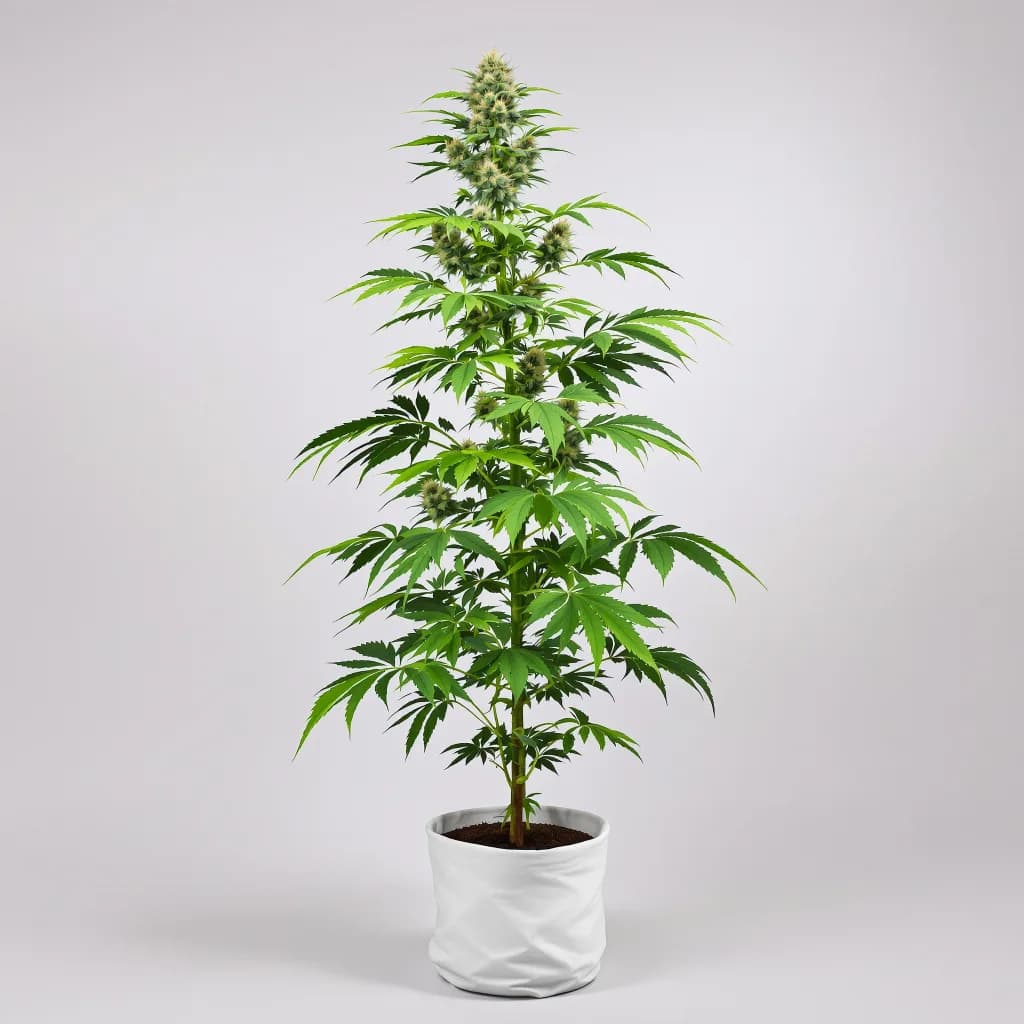 Sweet Berry cannabis seeds packaging — Royal King Seeds Ireland