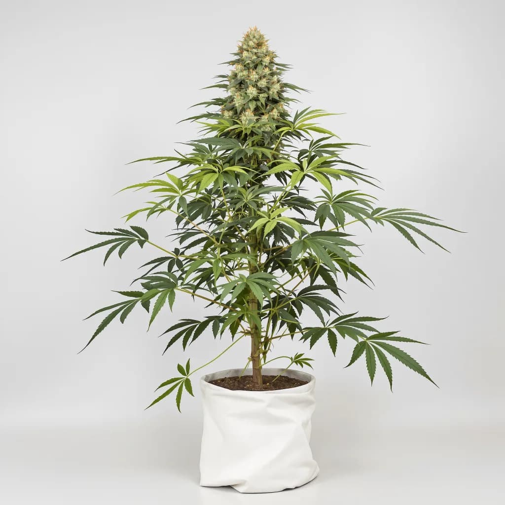 THC Bomb cannabis seeds packaging โ Royal King Seeds Ireland