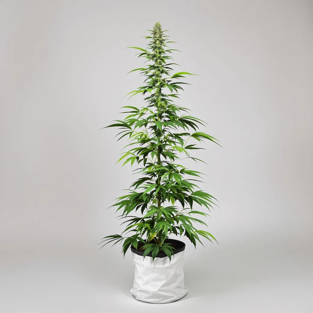 Tropic Thunder cannabis seeds packaging — Royal King Seeds Ireland