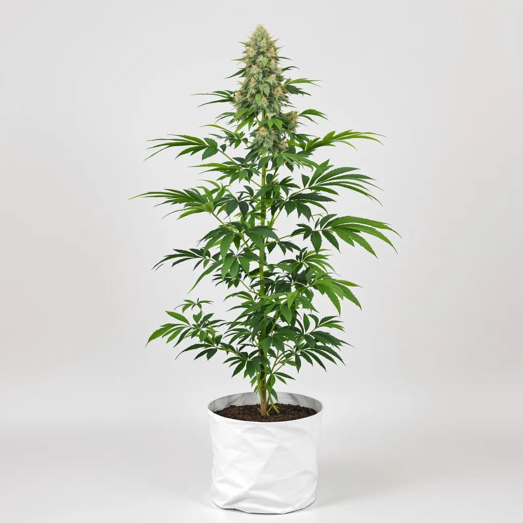 Tutti Frutti cannabis seeds packaging โ Royal King Seeds Ireland
