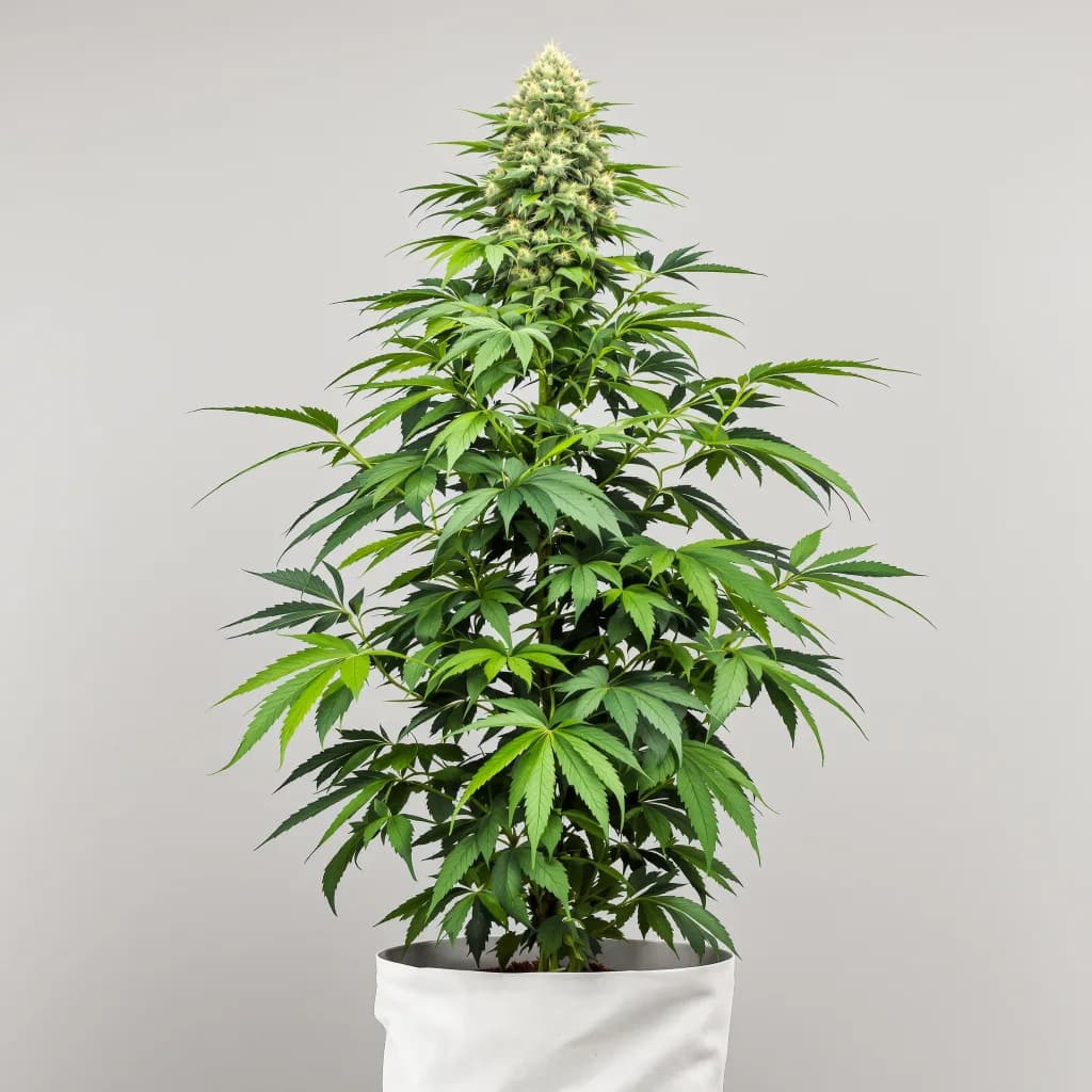 Venus OG cannabis seeds packaging — Royal King Seeds Ireland