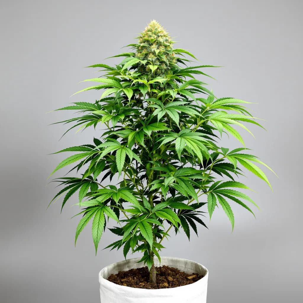 XXX OG cannabis seeds packaging — Royal King Seeds Ireland