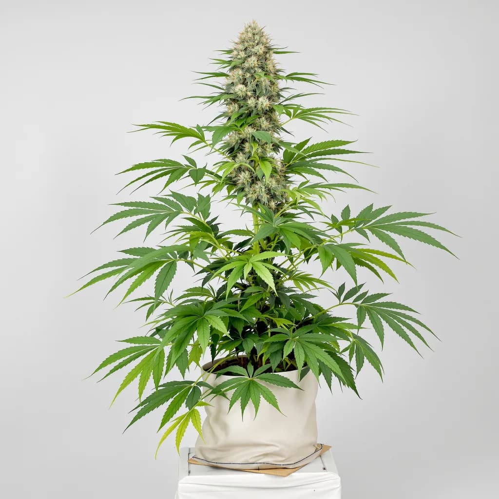 Yoda’s Brain cannabis seeds packaging — Royal King Seeds Ireland