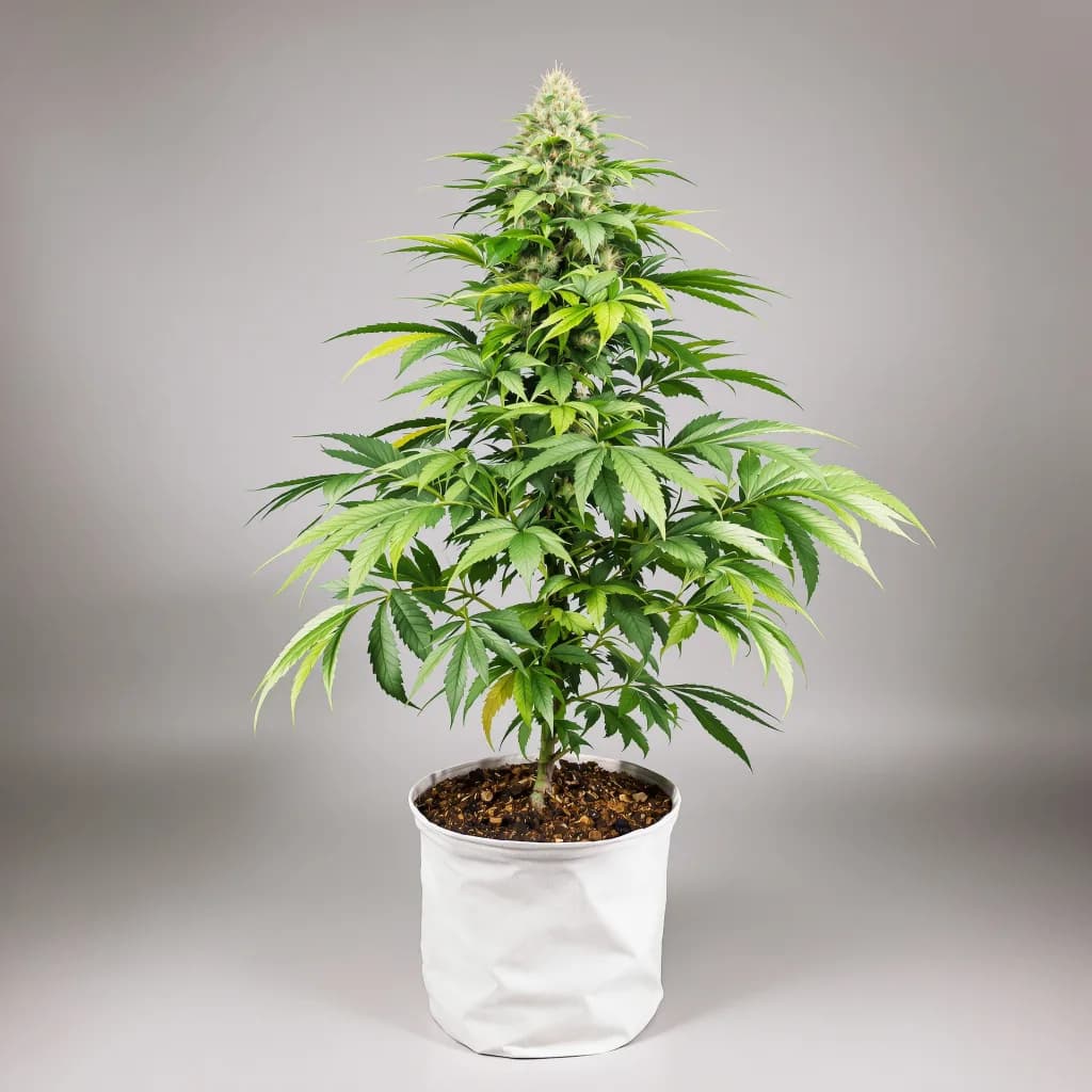 Zebra Cake cannabis seeds packaging — Royal King Seeds Ireland